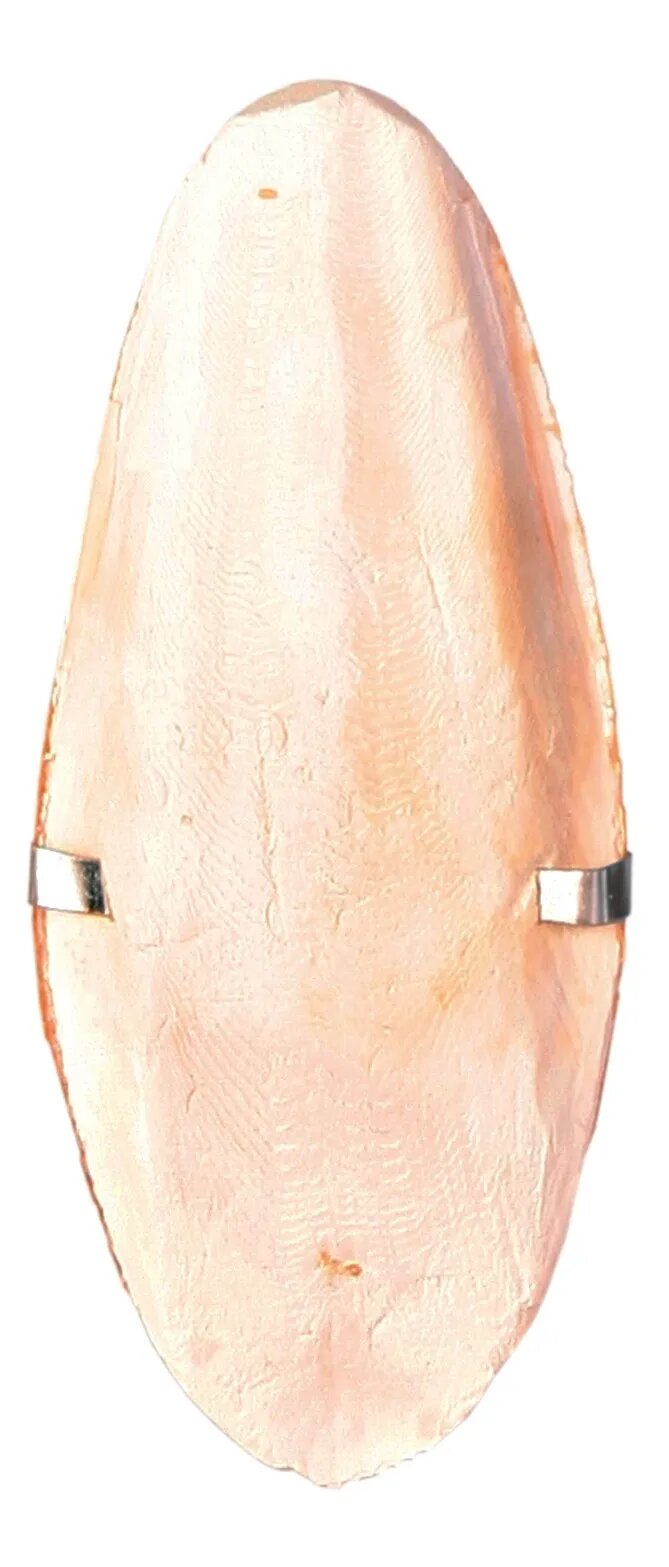 Trixie Os Sepie pe Blister 12cm