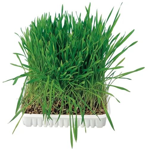 Trixie Tavita de Plastic cu Seminte de Iarba 100 g