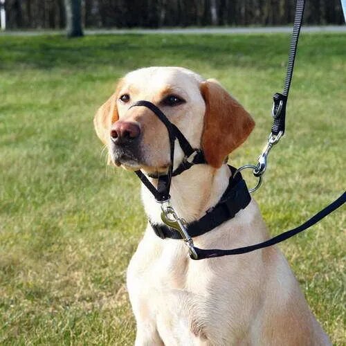 Trixie Top Trainter Headcollar L-XL 37 cm 48-60 cm