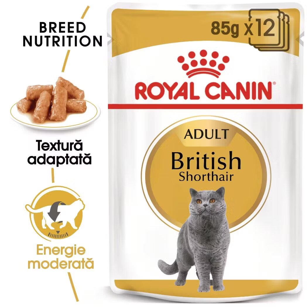 Royal Canin British Shorthair Adult hrana umeda pisica (in sos) 12 x 85 g