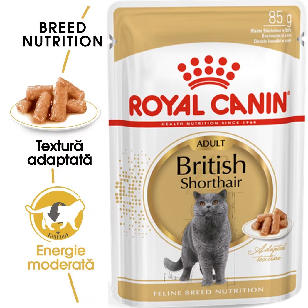 Royal Canin British Shorthair Adult hrana umeda pisica (in sos) 85 g